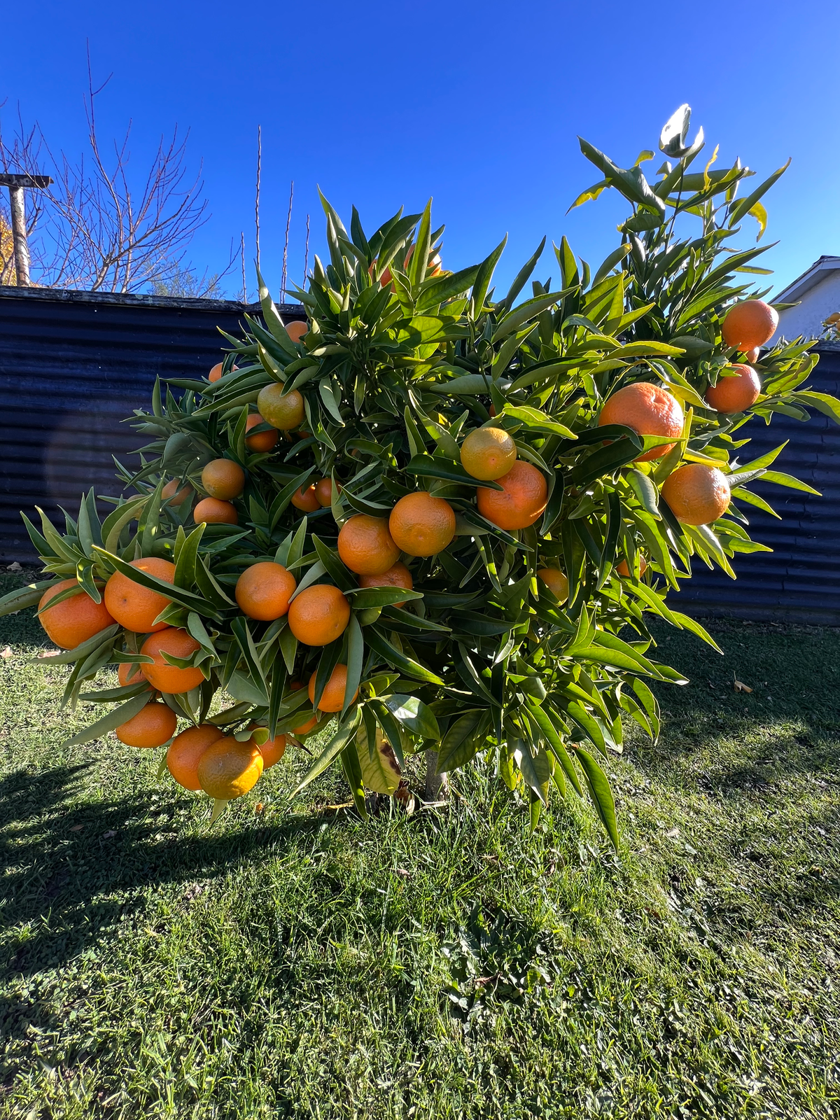 Mandarin Tree