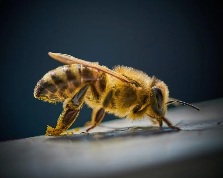 Bee Myrtle Rust
